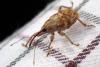 Curculio pellitus